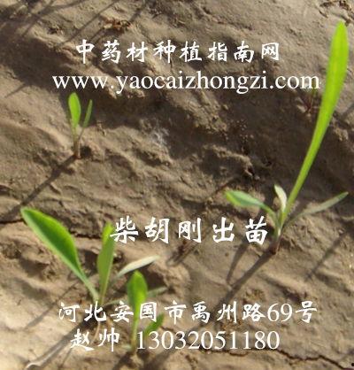 柴子图片,探寻传统与现代交融的东方美学